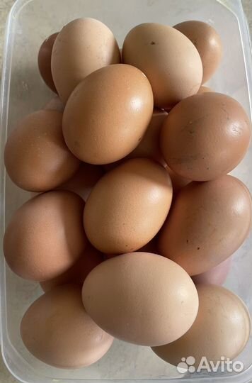 Цыплята черно медный маран, инкубационное яйцо