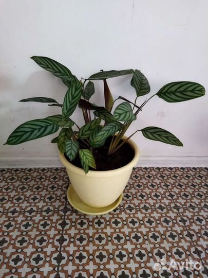 Калатея ктенанта