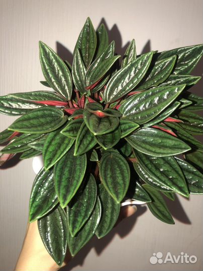 Переромия Rosso и спатифиллум