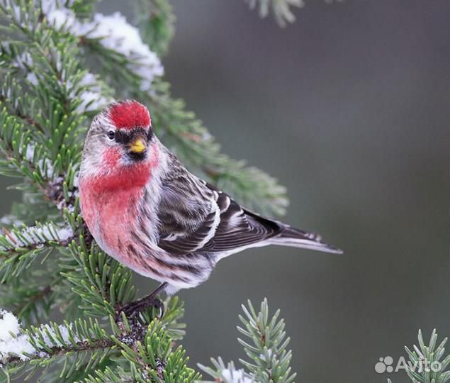 Певчие птицы, щеглы реполов