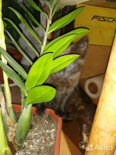 Кошка в дар бесплатно