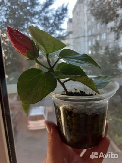 Гибискус Аполло