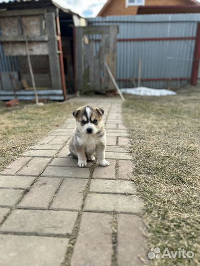Щенки в добрые руки