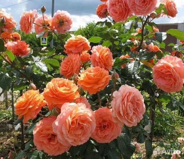 Роза шраб Бульверд. Саженцы на осень 2023г