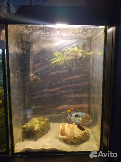 Аквариумы 80 и 40 литров со всеми атрибутами
