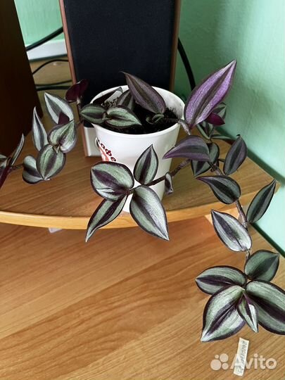 Традесканция