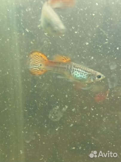 Аквариумные рыбки гуппи