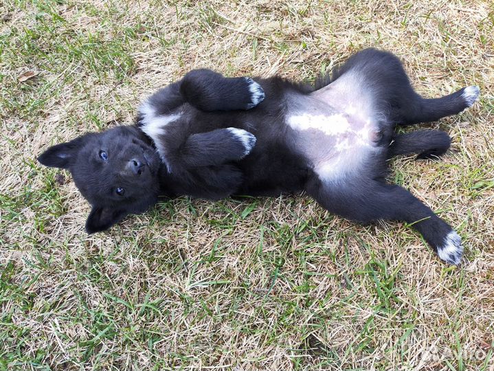 Щенок в добрые руки