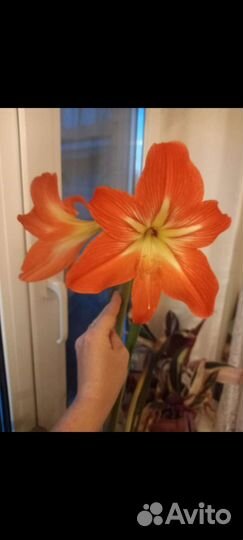 Гиппиаструм сортовой