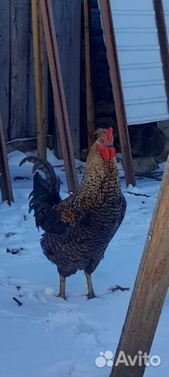 Молодые петухи