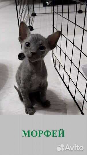 Котята сфинкс