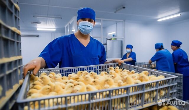 Фасовщик на птицефабрику (зп каждый день)