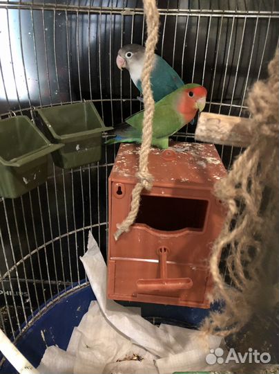 Попугаи неразлучники с клеткой