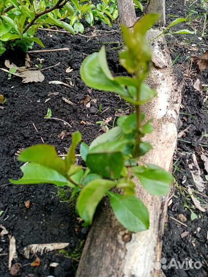 Айва японская