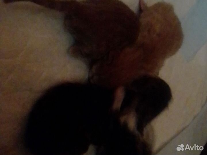 Домашние животные бесплатно коты