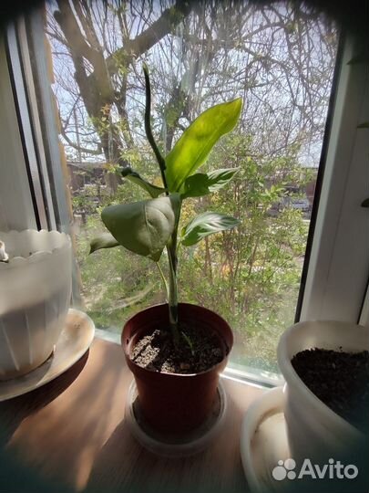 Диффенбахия