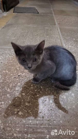 Британка котенок кот кошка в добрые руки