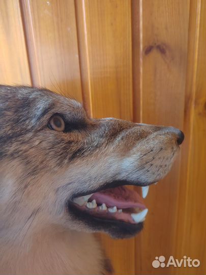 Чучело волка