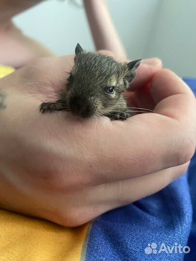 Дегу (Чилийская белка)