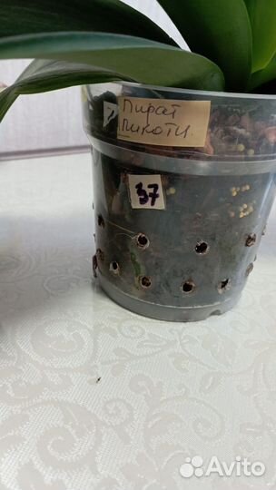 Орхидея фаленопсис