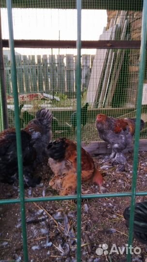 Петухи породы брама