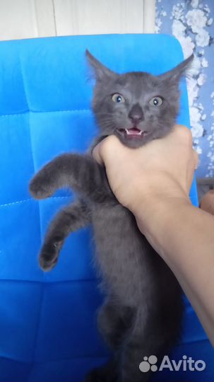 Котята ищут дом