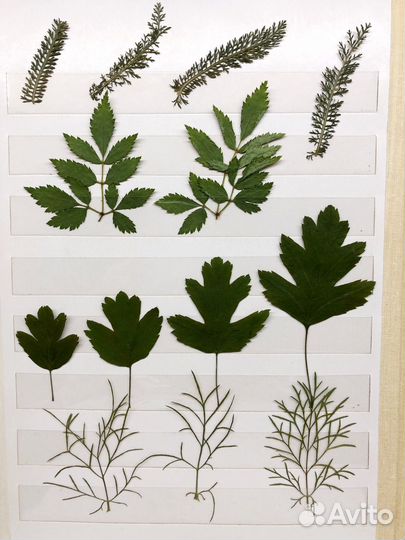 Гербарий листья цветы плоская сушка