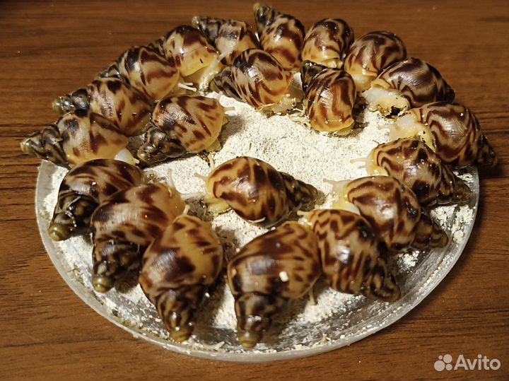 Улитки Ахатины