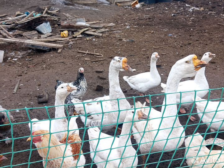 Петухи молодый