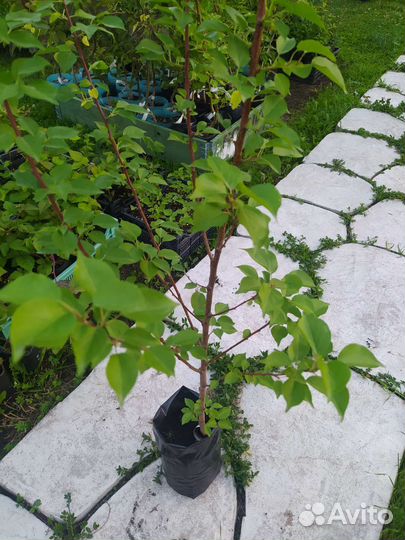 Абрикос саженцы