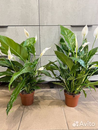 Комнатные цветы:Спатифилиум