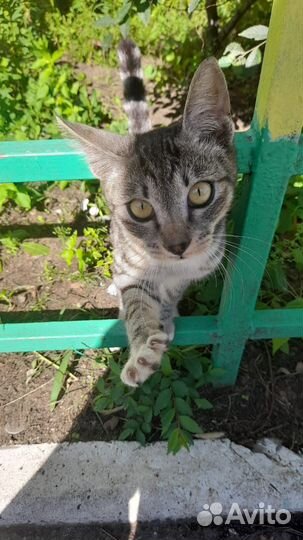 Кошка в добрые руки