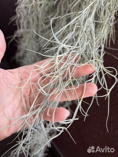 Комнатные растения Тилландсия атмосферная