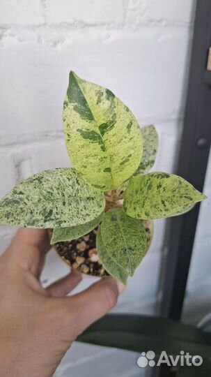 Фикус шривериана