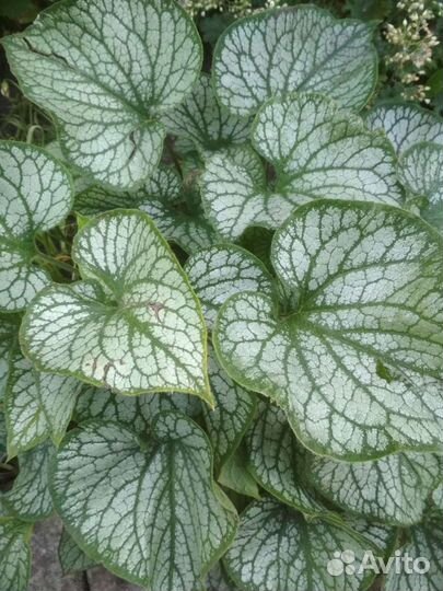 Лилейники, колокольчики, пионы, флоксы, хосты