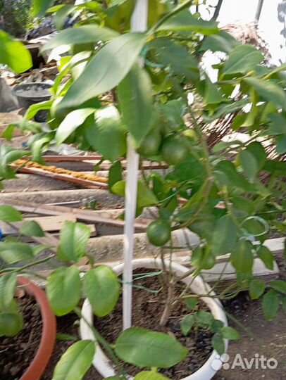 Лимонное дерево