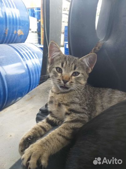 Котята и коты, кошки антидепрессанты в добрые руки