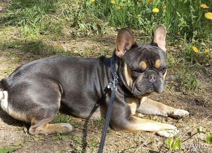 Вязка кабель Француский бульдог