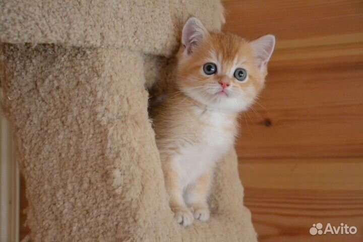 Золотой мальчик