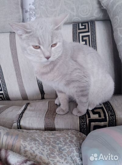 Отдам кошечку