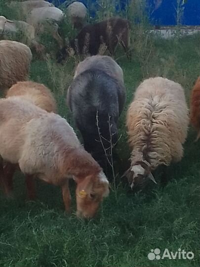 Баран племенной