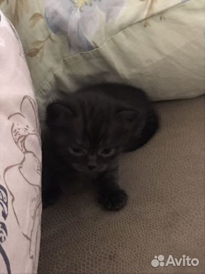 Шотландские котята