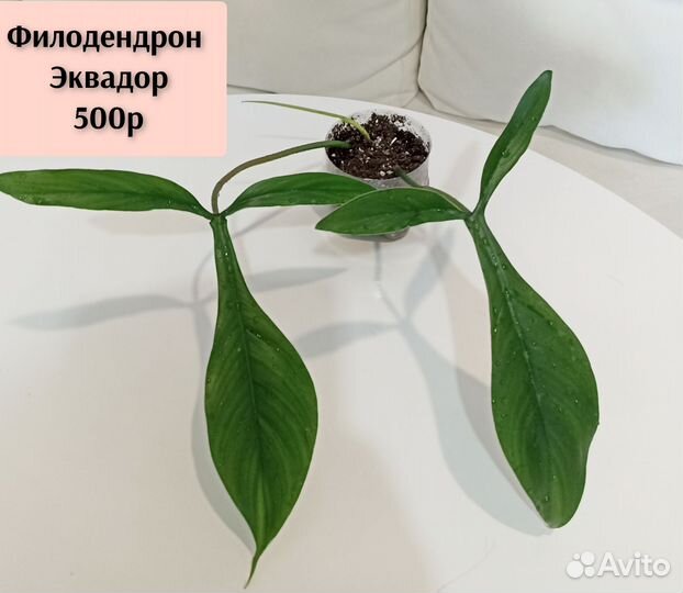 Филодендроны, антуриум, спатифиллум, аглаонемы