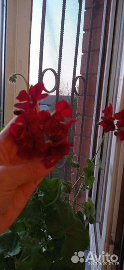 Плющелистная пеларгония