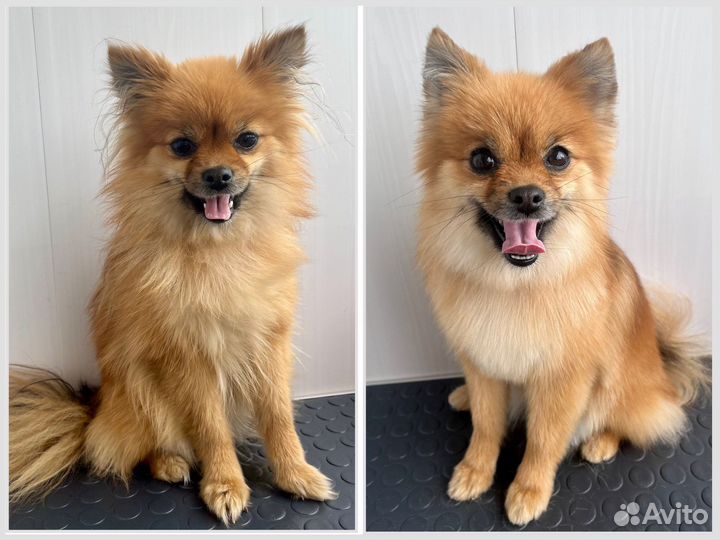 Груминг собак