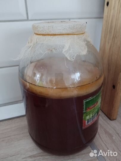 Чайный гриб (комбуча)