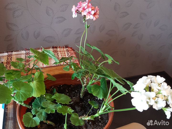 Пеларгония герань