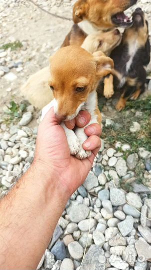 Собака в добрые руки