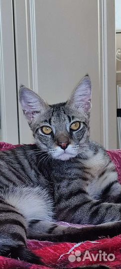 Чаузи ф1 (85 процентная)девочка