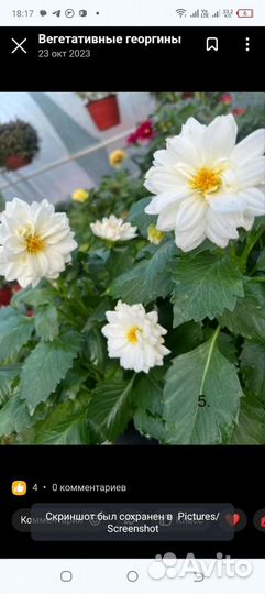 Черенки георгинов вегетативных